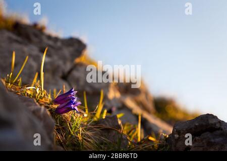 Les gentiane sont les premières fleurs de montagne printanière. Parc national de Low Tatras. Banque D'Images