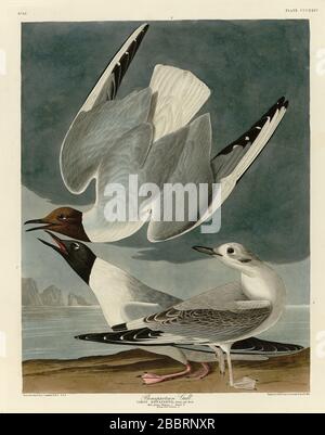 Planche 324 Goéland bonapartien (Goéland de Bonaparte) le folio des oiseaux d'Amérique (1827–1839) de John James Audubon, image éditée en haute résolution et de qualité Banque D'Images