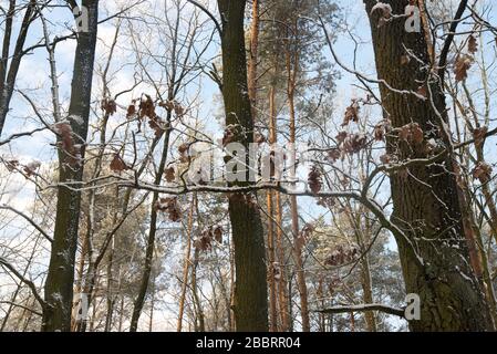 branches de chêne recouvertes de neige dans la forêt Banque D'Images