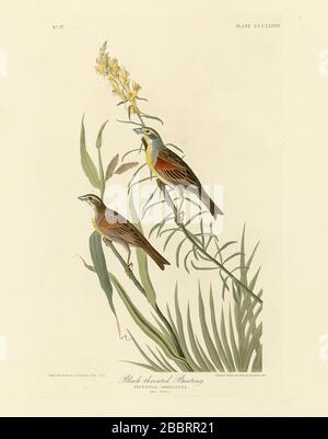 Assiette 384 Bunkting à gorge noire, tiré du folio Birds of America (1827–1839) de John James Audubon - image éditée de très haute résolution et de qualité Banque D'Images