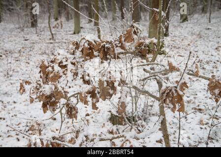branches de chêne recouvertes de neige dans la forêt Banque D'Images