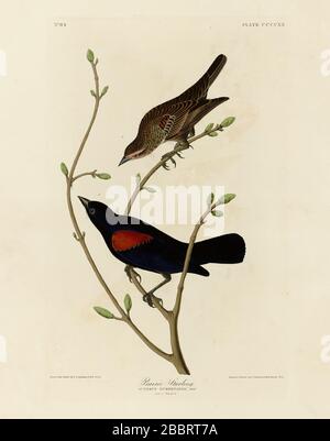 Planche 420 Prairie Starling (Red-Winged Blackbird) du folio Birds of America, John James Audubon - image éditée de très haute résolution et de qualité Banque D'Images