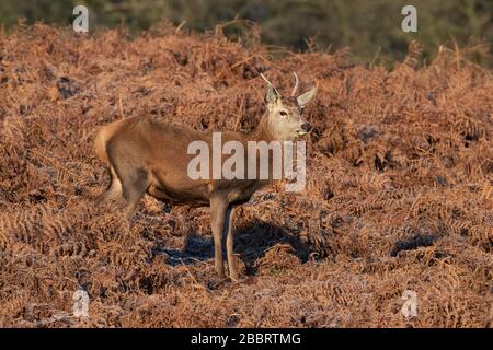 Les jeunes Red Deer (Cervus elaphus) Stag Banque D'Images