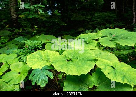 Feuilles vertes luxuriantes de burdock qui poussent dans le bois Banque D'Images