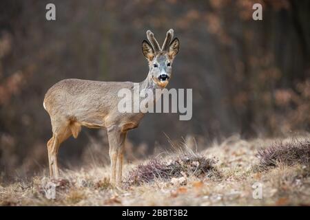 Jeunes cerfs en buck avec des fourmis de croissance debout sur la prairie au printemps Banque D'Images