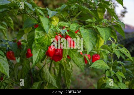 Plante santé de piment 'Habanero Red', poussant dans un jardin Banque D'Images