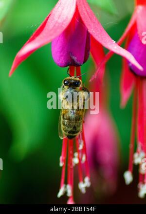 Pollen d'abeille de la collection de miel d'une fleur de fuchsia Banque D'Images