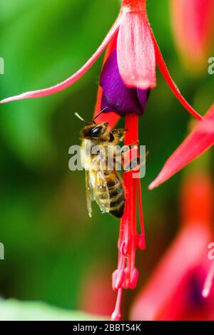 Pollen d'abeille de la collection de miel d'une fleur de fuchsia Banque D'Images