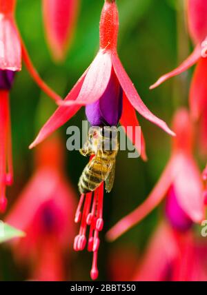 Pollen d'abeille de la collection de miel d'une fleur de fuchsia Banque D'Images