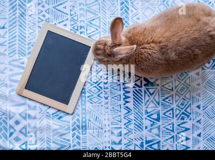 Rufus Lapin sur tissu bleu imprimé avec panneau de craie vierge pour ajouter du texte plat lay Banque D'Images