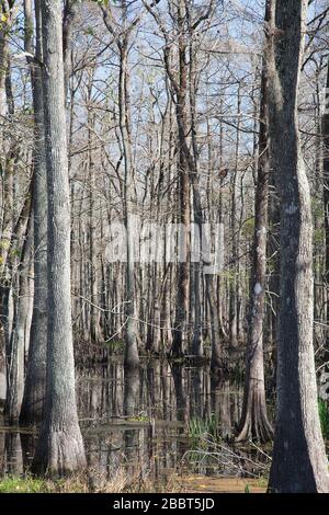 Bayou pendant la saison d'hiver en Louisiane, États-Unis d'Amérique. Banque D'Images