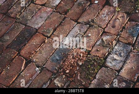 texture de la vieille brique spoutée avec des mauvaises herbes pour l'arrière-plan et votre texte Banque D'Images