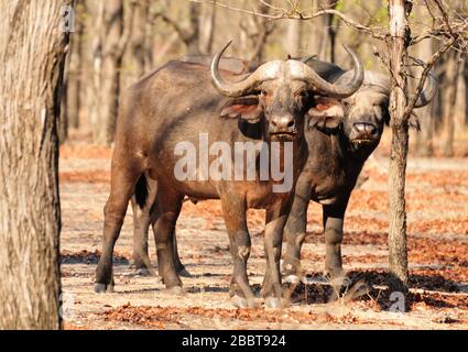 Buffle africain (Syncerus caffer) dans les bois en saison sèche Banque D'Images