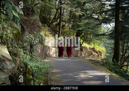 Randonnée à Dharmasala, un petit village du nord de l'Inde Banque D'Images