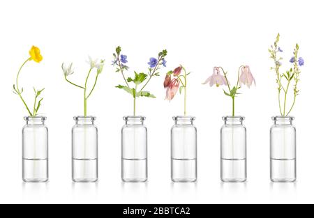 Bouteille d'huile essentielle aux herbes sur fond blanc. Bouteille aux herbes aromatiques pour l'huile essentielle. Banque D'Images