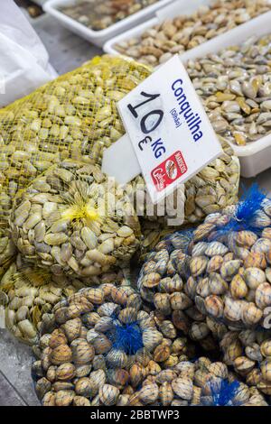Les coqles en vente sur le marché du poisson, Loule, Algarve, Portugal Banque D'Images