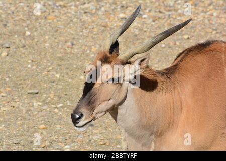 Portrait d'Eland antilope, ou de l'eland commun, ou de l'eland sud ou Taurotragus oryx à la lumière forte de l'heure d'or