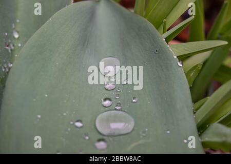 Pluie sur les feuilles de tulipes à Springtime Banque D'Images