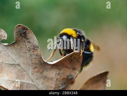 Un gros plan détaillé d'une bouée d'abeilles rampant sur une feuille de chêne séchée. Banque D'Images