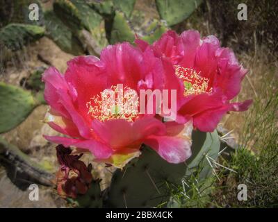 Deux belles fleurs roses vives fleuries sur un cactus de poirier dans le désert sec et aride. Banque D'Images