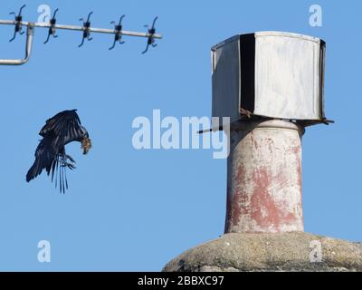 Jackdaw (Corvus monedula) volant à un pot de cheminée avec du matériel pour aligner son nid avec, Wiltshire, Royaume-Uni, Mars.pris pendant le verrouillage de Coronavirus. Banque D'Images