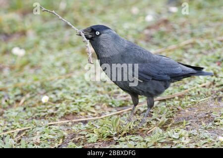 Jackdaw (Corvus monedula) marchant dans un jardin avec une brindille qu'il a recueillie pour son nid, Gloucestershire, Royaume-Uni, février. Banque D'Images