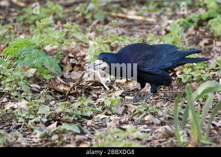 Rook (Corvus frugilegus) sur un sol boisé avec un bâton dans son bec il a recueilli pour son nid, Gloucestershire, Royaume-Uni, février. Banque D'Images