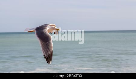 Seagull Flying, Alporchinhas, Algarve, Portugal Banque D'Images