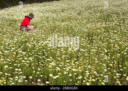 Personne dans le domaine des daisies, Algarve, Portugal Banque D'Images