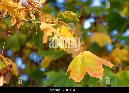 L'érable de Norvège - Acer platanoides feuilles et graines d'automne Banque D'Images