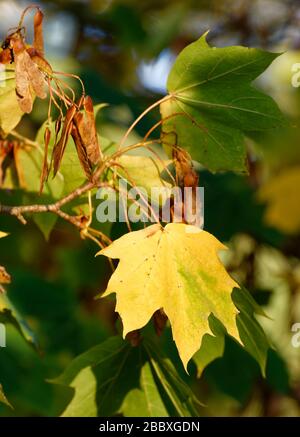 L'érable de Norvège - Acer platanoides feuilles et graines d'automne Banque D'Images