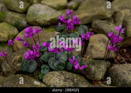 Fleurs violettes de cyclamen de Hardy qui poussent à travers de grands cailloux. Banque D'Images