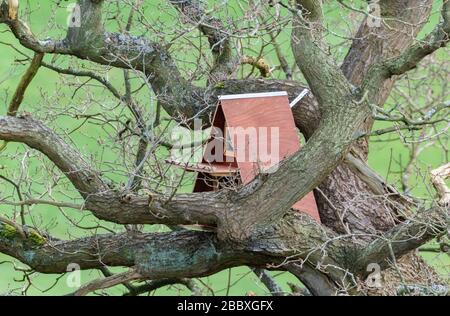 Une boîte nicheuse de chouette dans un arbre en chêne. Banque D'Images