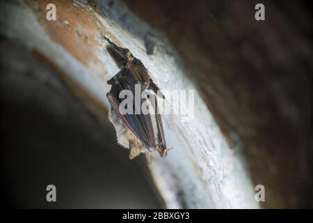 Gros plan animal étrange plus grande chauve-souris, chauve-souris Myotis myotis penchant à l'envers sur le dessus de la cave voûtée en brique froide et secouant et se réveillant juste après Banque D'Images