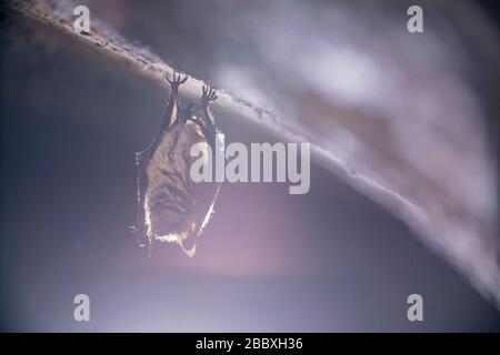 Gros plan sur l'animal étrange batte de Natterer Myotis nantereri accroché sur le dessus de la cave voûtée en brique froide se déplaçant juste après l'hibernation. Banque D'Images