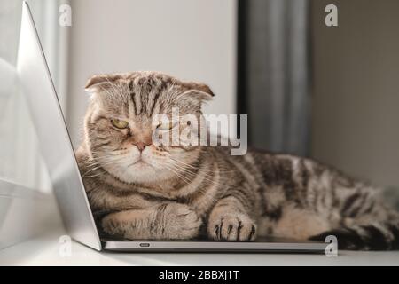 Chat écossais mécontent pli du manque d'attention se pose sur l'ultrabook et empêche le propriétaire de travailler avec un ordinateur portable Banque D'Images