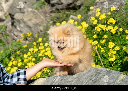 Le chien de chiot Spitz de Pomeranian donne une patte. Main féminine. Les chiens sont entièrement visibles. Le chiot se tient sur une pierre Banque D'Images