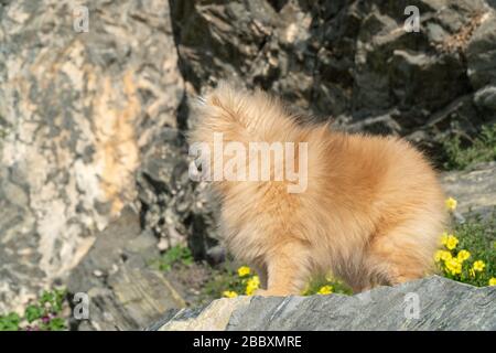 Joli Spitz grée de Pomeranian à poil rouge sur le boun dans le parc Banque D'Images