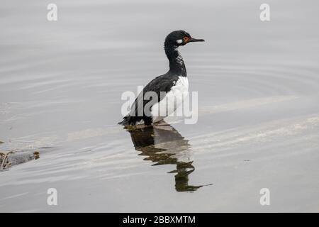 Rock Cormorant perché avec réflexion dans l'eau Banque D'Images