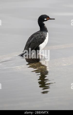 Rock Cormorant perché avec réflexion dans l'eau Banque D'Images