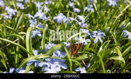 Petit Tortoiseshell (Aglais urticae) papillon sur Chionoxa forbesii (gloire de la neige) - fleurs de Gentian bleu avec des centres blancs fleuris en sprin Banque D'Images