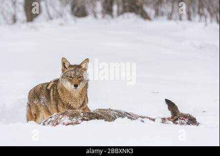 Coyote (Canis latrans) se nourrissant de carcasse de cerf de Virginie, MN, USA, par Dominique Braud/Dembinsky photo Assoc Banque D'Images