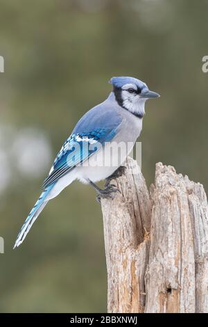 Bleu oriental Jay (Cyanocitta cristata), recherche de nourriture, hiver, E Amérique du Nord, par Dominique Braud/Dembinsky photo Assoc Banque D'Images