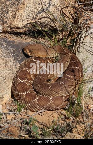 Le rattlesnake rouge diamondback (Crotalus rubra) a été courbé dans les rochers devant un nid de rat kangourou est Baja California, au Mexique. Banque D'Images