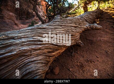 Un vieux arbre de gnarly tombé qui semble s'être tordu comme il a grandi. Arches National Park, Utah, États-Unis. Banque D'Images