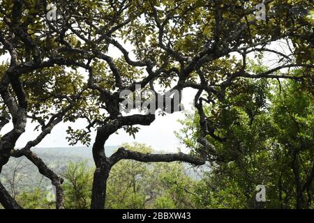 Grandes branches d'un arbre dans une forêt naturelle au Rwanda, en Afrique de l'est Banque D'Images