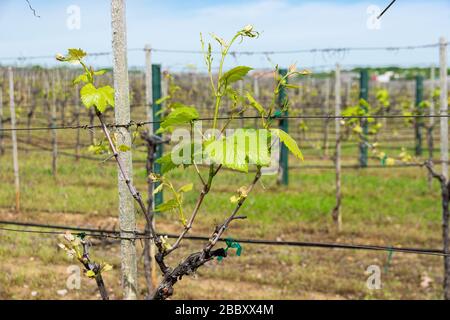 Tronc de Grapevine dans un vignoble viticole enchevêché de fils de rangée et de nouvelles vignes avec des feuilles de vert vif qui éclaient la lumière du soleil un après-midi de printemps. Banque D'Images