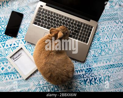 Concept de travail à domicile avec ordinateur portable et Rufus Rabbit et texte encadré de rappel sur un tissu imprimé bleu plat Banque D'Images