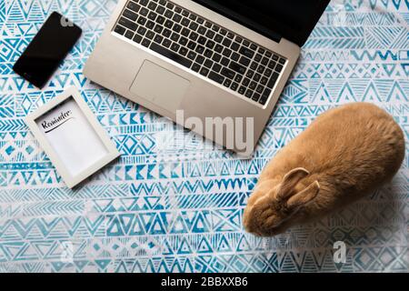 Concept de travail à domicile avec ordinateur portable et Rufus Rabbit et texte encadré de rappel sur un tissu imprimé bleu plat Banque D'Images