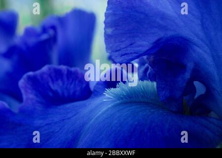 Macro gros plan fleurs bleu vif iris Banque D'Images